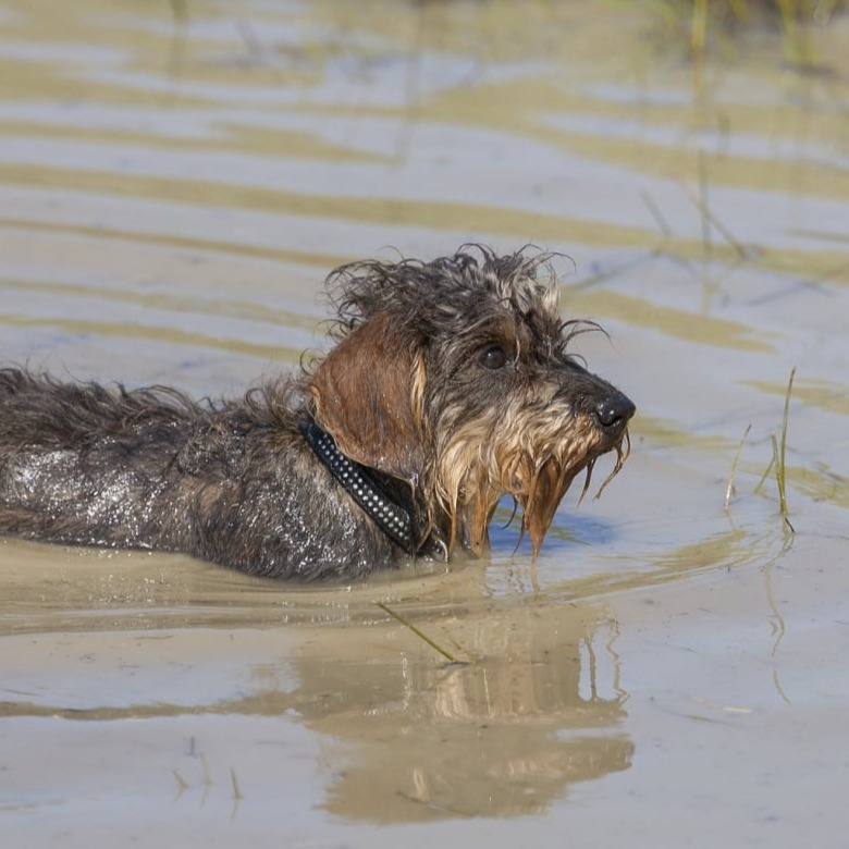 Wirehair Dachshund Swimming