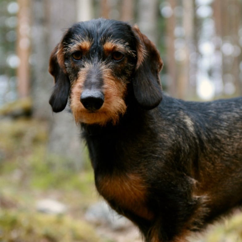 Role of the Wirehair Dachshund in Hunting