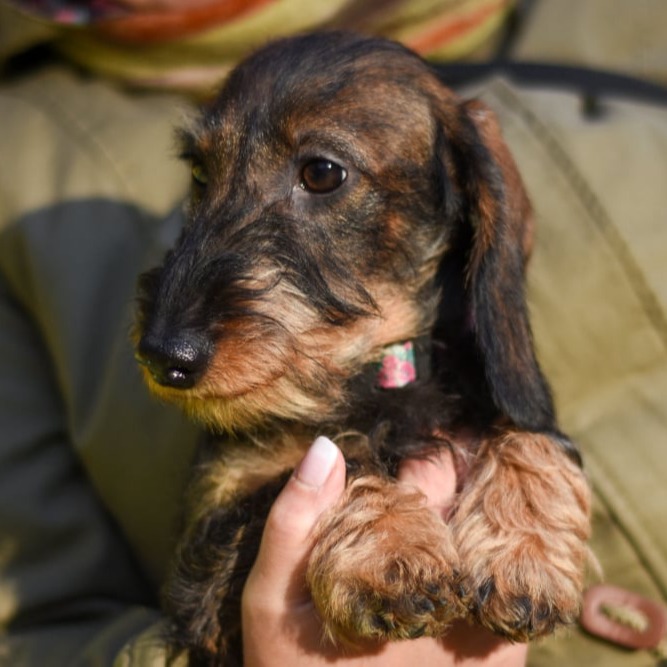 Wirehair Dachshund Coat Colors
