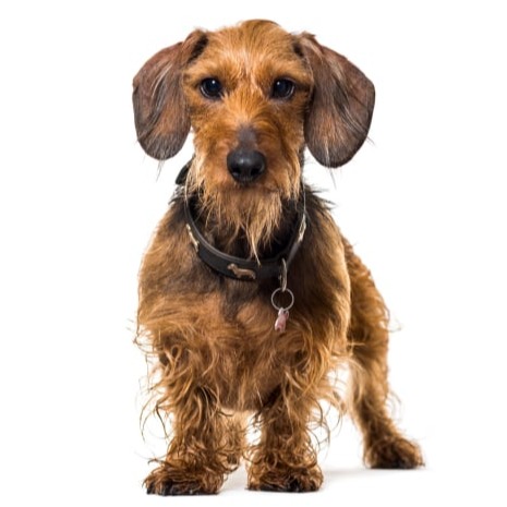 Wirehair Dachshund Coat Colors