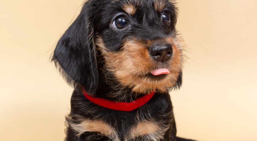 Role of the Wirehair Dachshund in Hunting